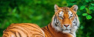 Preview wallpaper tiger, big cat, carnivore, lie, stone