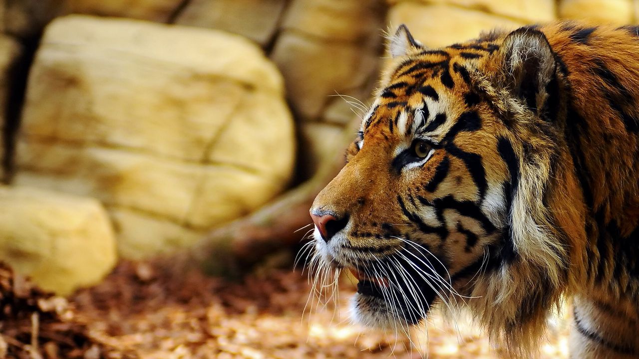 Wallpaper tiger, big cat, carnivore, face, grass