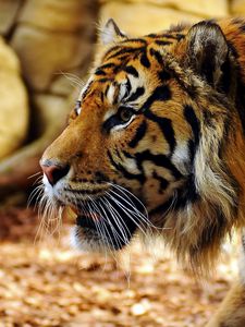 Preview wallpaper tiger, big cat, carnivore, face, grass