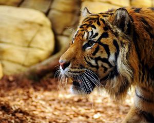Preview wallpaper tiger, big cat, carnivore, face, grass