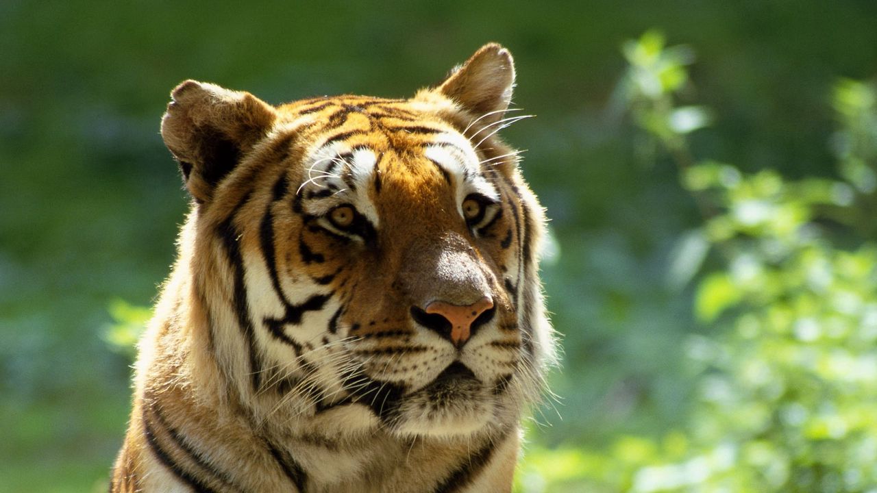 Wallpaper tiger, big cat, face, striped