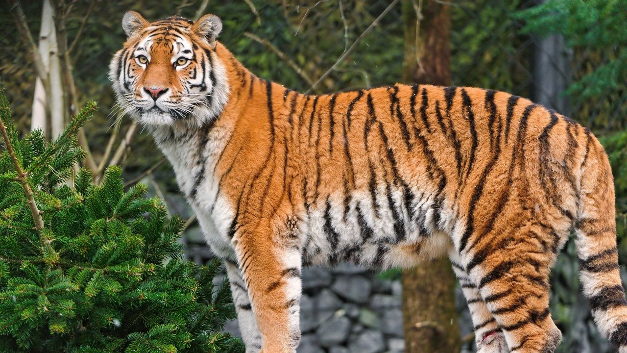 Wallpaper tiger, big cat, face, spotted