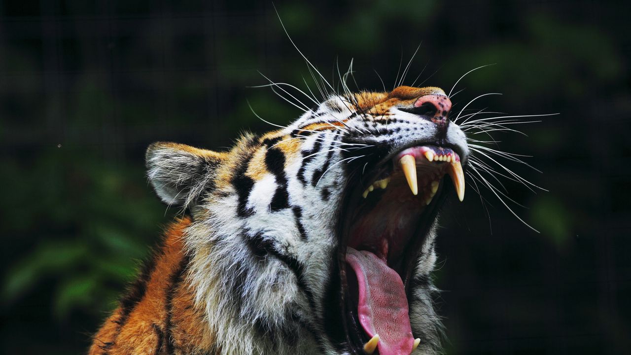 Wallpaper tiger, big cat, face, teeth, anger