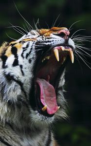 Preview wallpaper tiger, big cat, face, teeth, anger