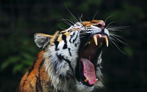 Preview wallpaper tiger, big cat, face, teeth, anger