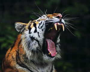 Preview wallpaper tiger, big cat, face, teeth, anger