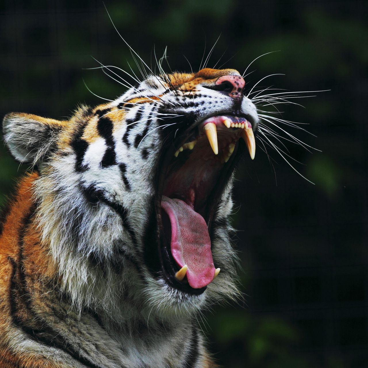 angry bengal tiger wallpaper