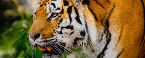 Preview wallpaper tiger, big cat, fangs, mustache