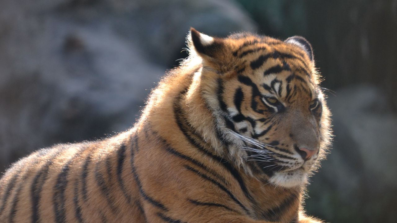 Wallpaper tiger, big cat, formidable, stripes, predator