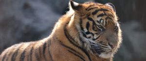 Preview wallpaper tiger, big cat, formidable, stripes, predator