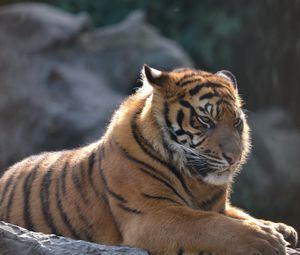 Preview wallpaper tiger, big cat, formidable, stripes, predator