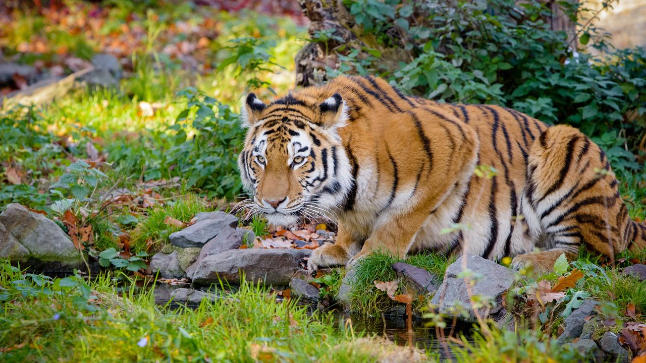 Wallpaper tiger, big cat, formidable, stripes, stones