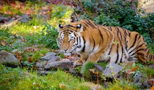 Preview wallpaper tiger, big cat, formidable, stripes, stones