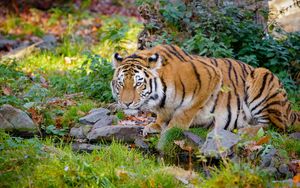 Preview wallpaper tiger, big cat, formidable, stripes, stones