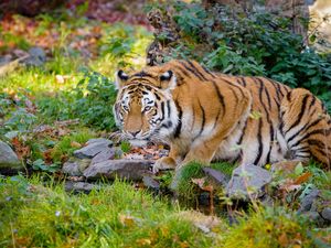 Preview wallpaper tiger, big cat, formidable, stripes, stones