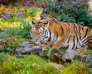 Preview wallpaper tiger, big cat, formidable, stripes, stones