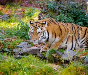 Preview wallpaper tiger, big cat, formidable, stripes, stones