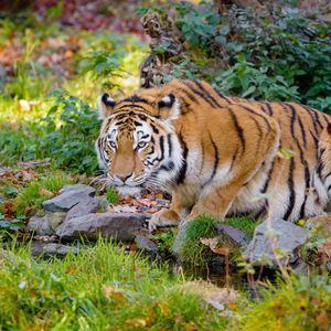 Preview wallpaper tiger, big cat, formidable, stripes, stones
