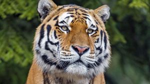 Preview wallpaper tiger, big cat, glance, predator