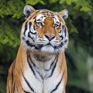 Preview wallpaper tiger, big cat, glance, predator