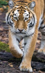Preview wallpaper tiger, big cat, glance, predator, face