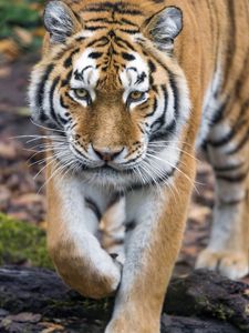Preview wallpaper tiger, big cat, glance, predator, face
