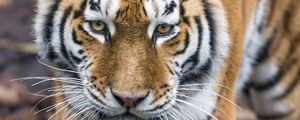 Preview wallpaper tiger, big cat, glance, predator, face