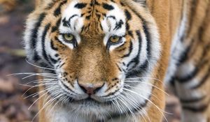Preview wallpaper tiger, big cat, glance, predator, face