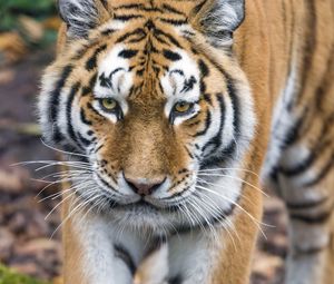 Preview wallpaper tiger, big cat, glance, predator, face