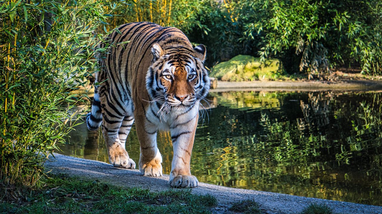 Wallpaper tiger, big cat, glance, predator, lake