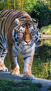Preview wallpaper tiger, big cat, glance, predator, lake