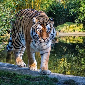 Preview wallpaper tiger, big cat, glance, predator, lake