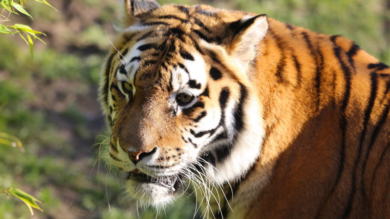 Wallpaper tiger, big cat, glance, predator, animal