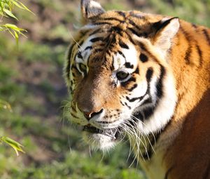 Preview wallpaper tiger, big cat, glance, predator, animal