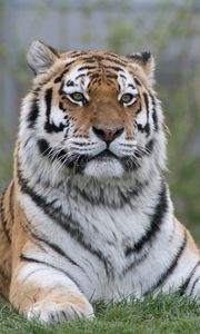 Preview wallpaper tiger, big cat, glance, predator, paws