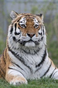 Preview wallpaper tiger, big cat, glance, predator, paws