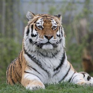 Preview wallpaper tiger, big cat, glance, predator, paws