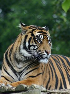 Preview wallpaper tiger, big cat, glance, predator, face, stripes
