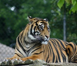 Preview wallpaper tiger, big cat, glance, predator, face, stripes