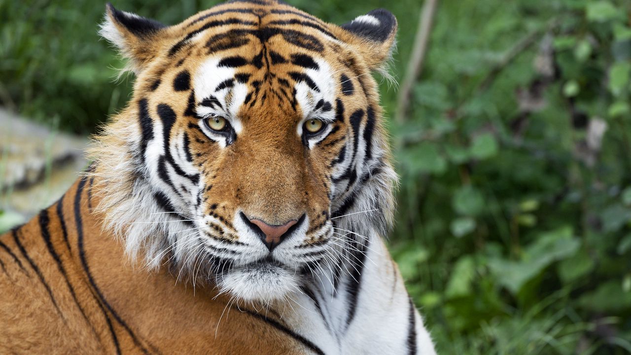 Wallpaper tiger, big cat, glance, predator, stripes, muzzle