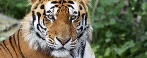 Preview wallpaper tiger, big cat, glance, predator, stripes, muzzle