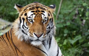 Preview wallpaper tiger, big cat, glance, predator, stripes, muzzle