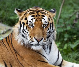 Preview wallpaper tiger, big cat, glance, predator, stripes, muzzle