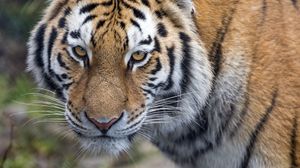 Preview wallpaper tiger, big cat, glance predator, stripes