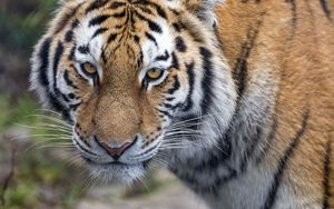 Preview wallpaper tiger, big cat, glance predator, stripes