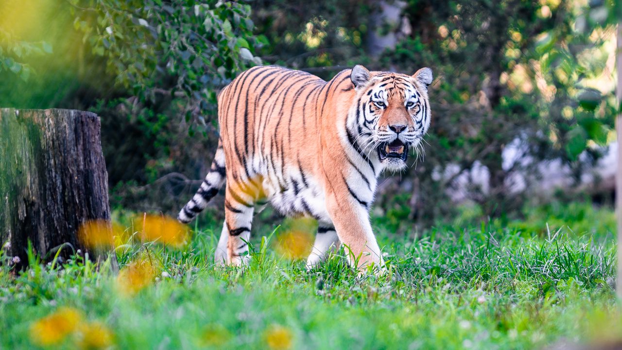 Wallpaper tiger big cat, glance, predator, mouth, grass