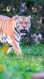 Preview wallpaper tiger big cat, glance, predator, mouth, grass