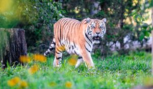 Preview wallpaper tiger big cat, glance, predator, mouth, grass
