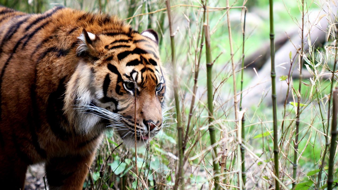 Wallpaper tiger, big cat, grass, walking, muzzle