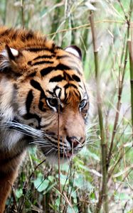 Preview wallpaper tiger, big cat, grass, walking, muzzle